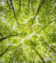 The view of a tree canopy from below
