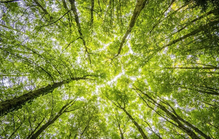 The view of a tree canopy from below